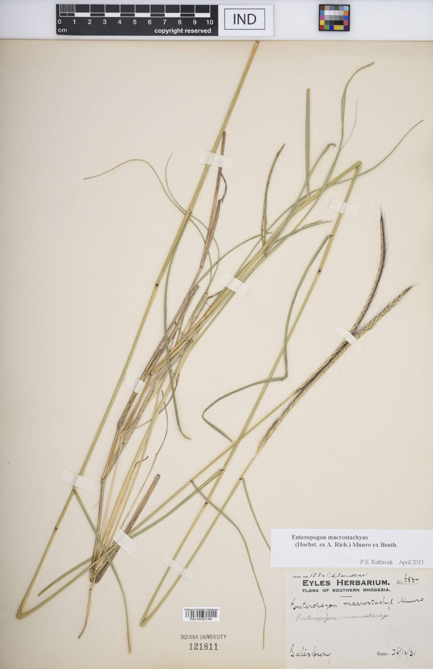 Enteropogon macrostachyus image