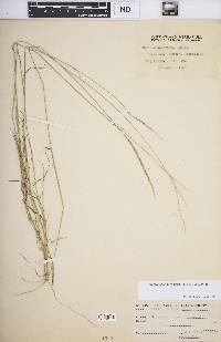 Media resource of Enteropogon unispiceus