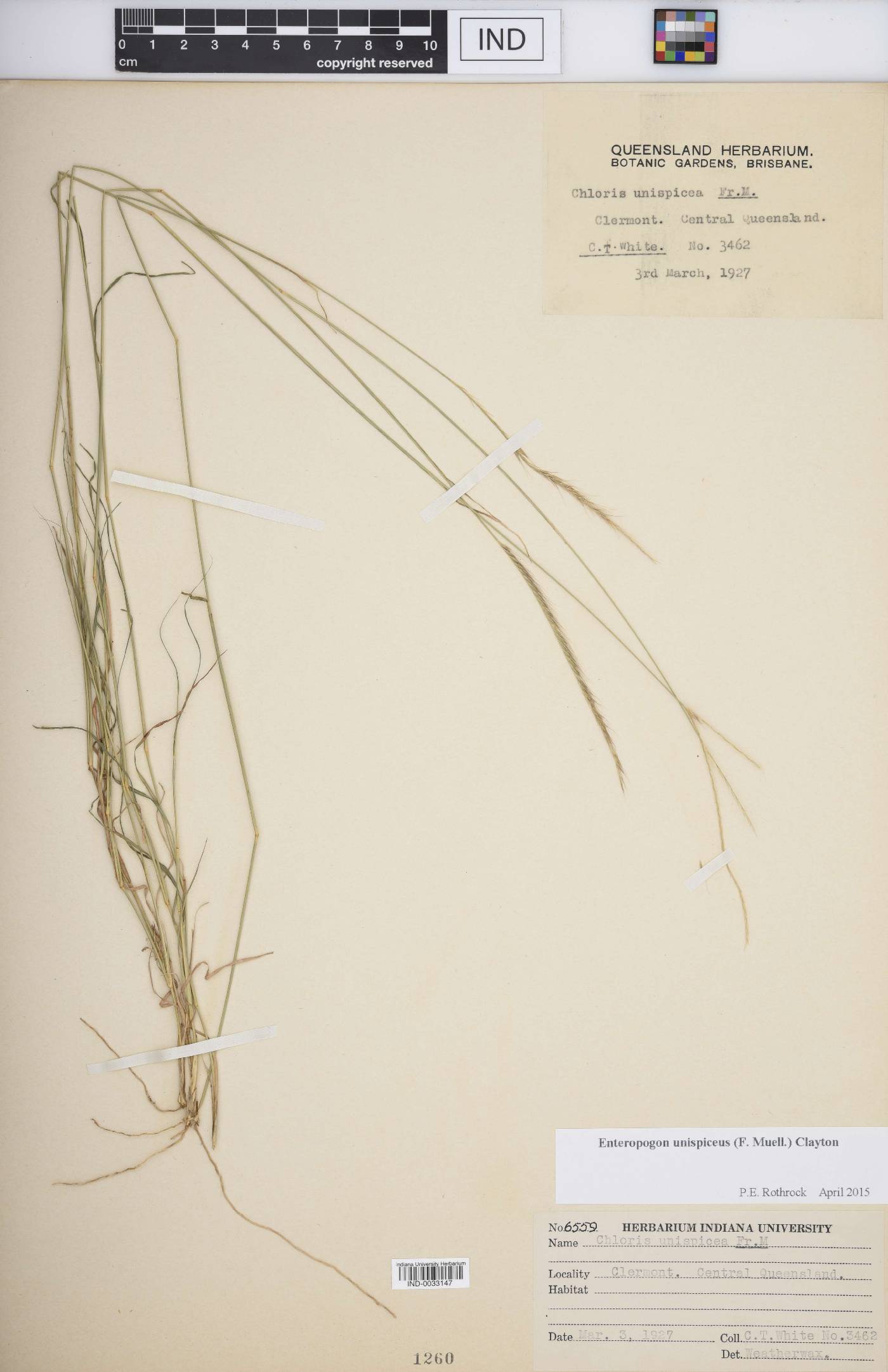 Enteropogon unispiceus image