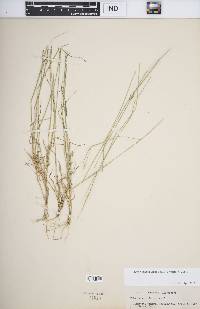 Enteropogon unispiceus image