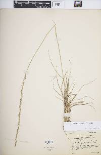 Image of Eragrostis advena