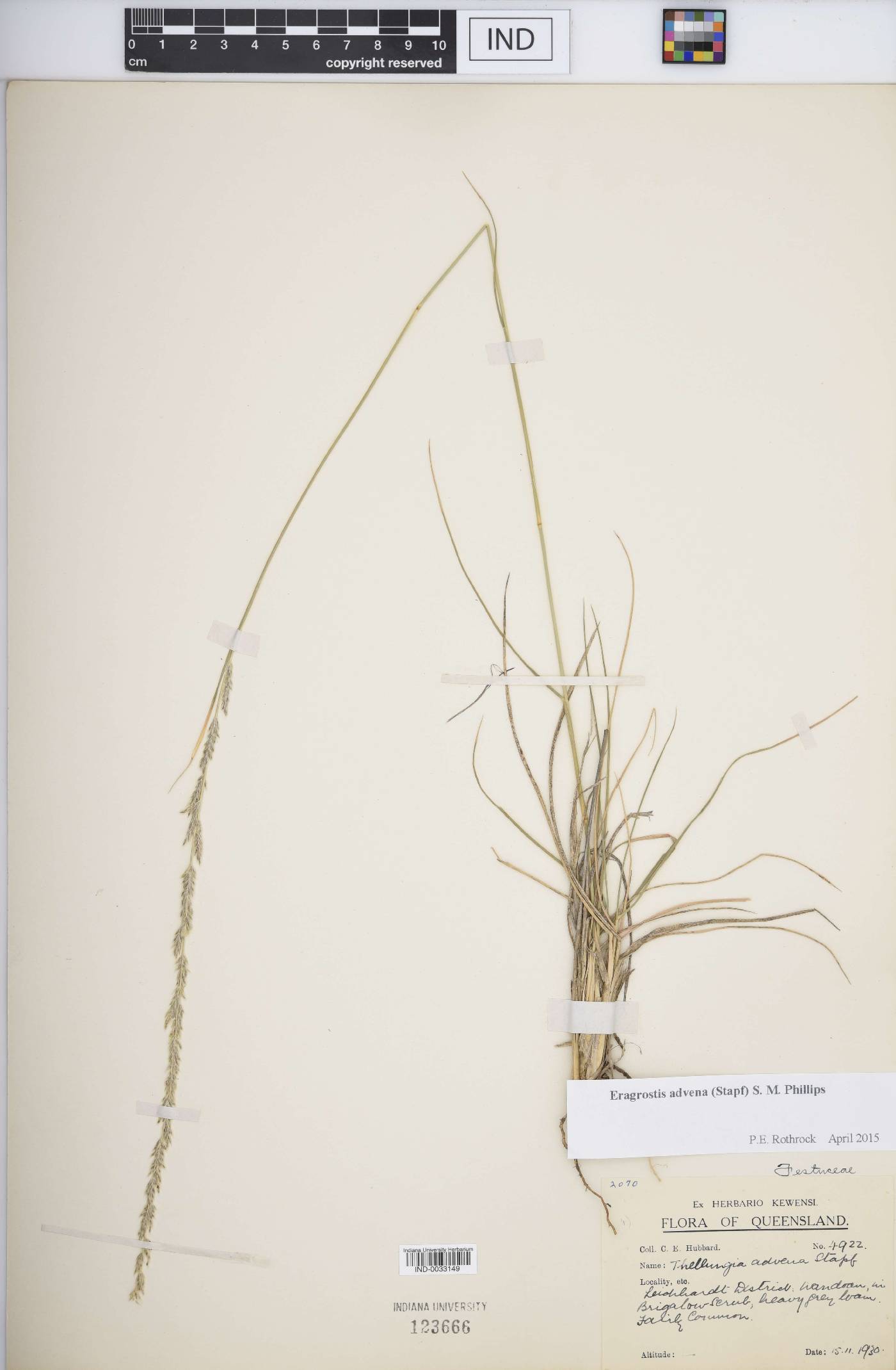 Eragrostis advena image