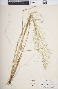 Eragrostis airoides image