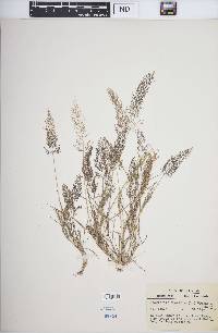 Eragrostis amabilis image