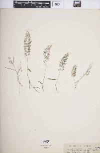 Eragrostis amabilis image