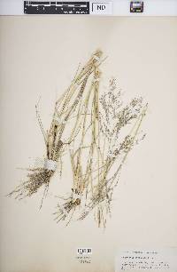 Eragrostis bahiensis image