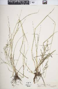 Image of Eragrostis burmanica