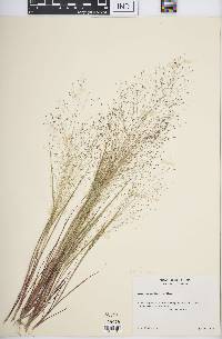 Eragrostis capillaris image