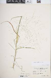 Eragrostis capillaris image