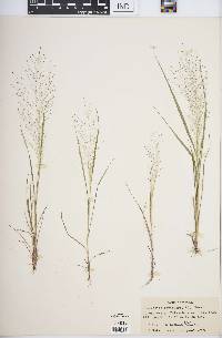 Eragrostis capillaris image