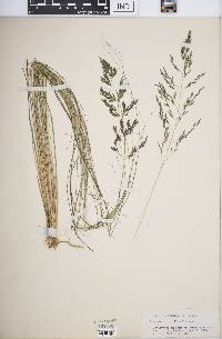 Media resource of Eragrostis capillifolia