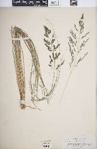 Image of Eragrostis capillifolia