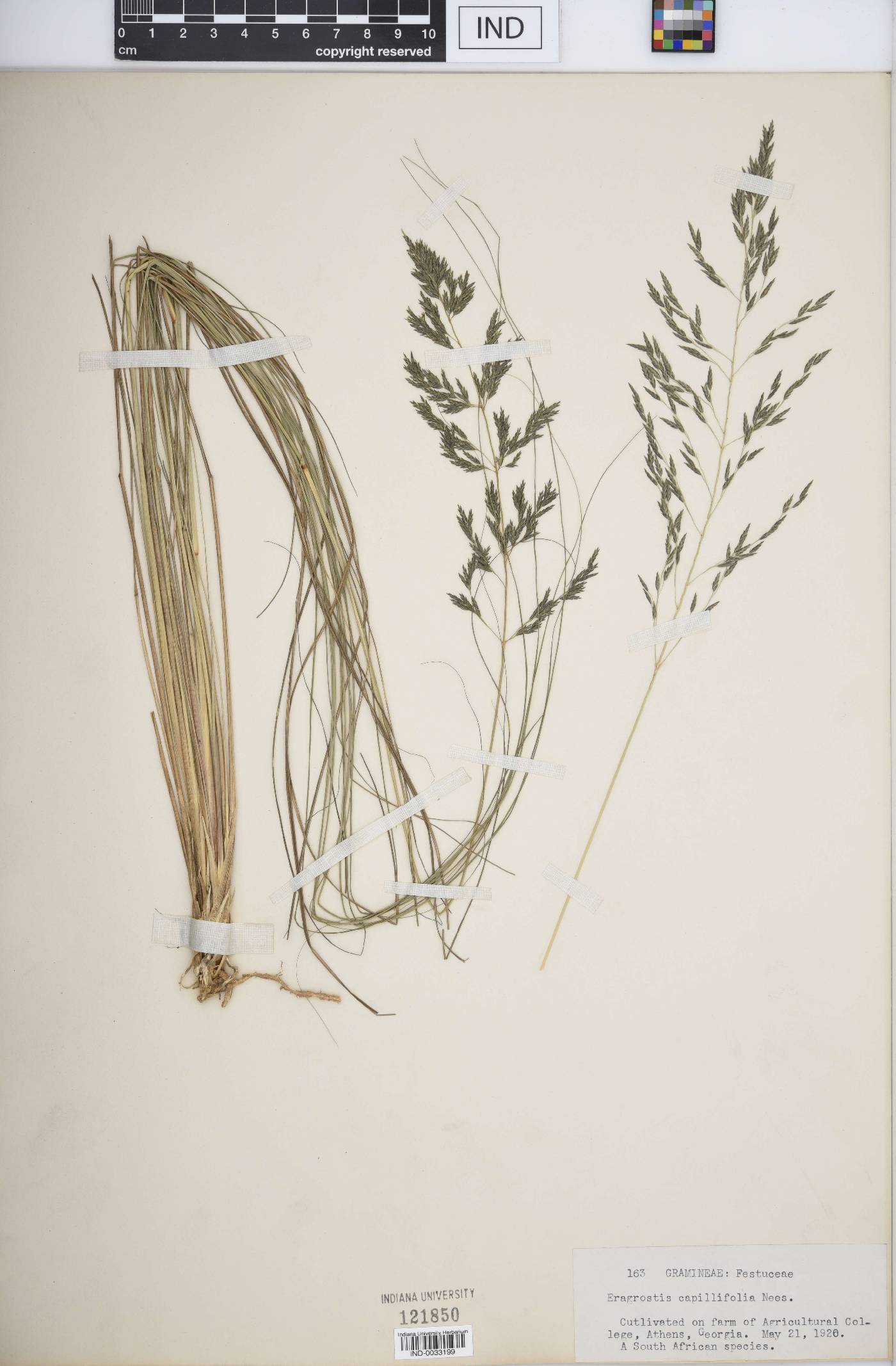 Eragrostis capillifolia image