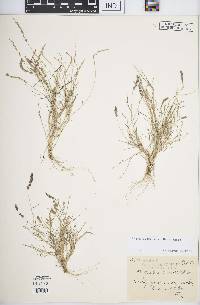 Eragrostis ciliaris var. ciliaris image