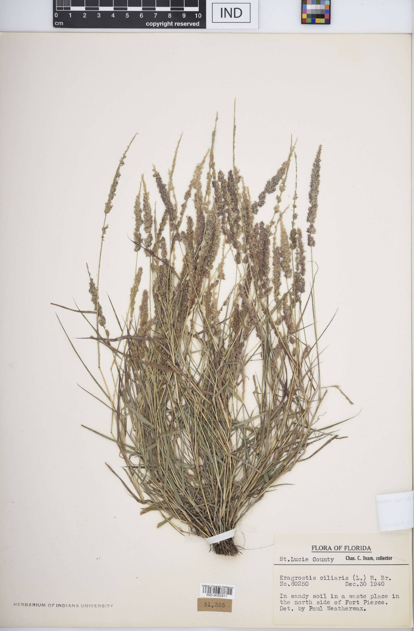 Eragrostis ciliaris var. ciliaris image