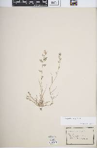 Eragrostis cumingii image