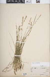 Eragrostis cumingii image