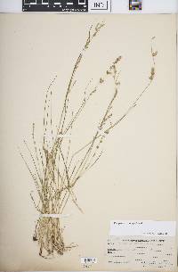 Eragrostis cumingii image