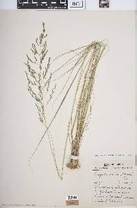 Eragrostis curvula image