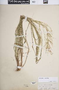 Eragrostis deflexa image