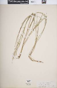 Eragrostis deflexa image