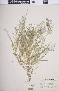 Eragrostis frankii image