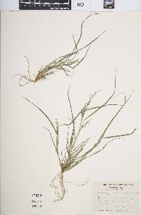 Eragrostis frankii image