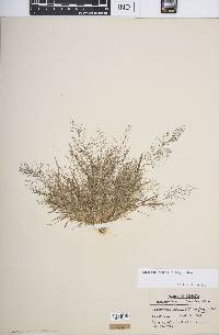 Eragrostis frankii image