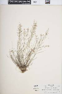 Eragrostis glutinosa image
