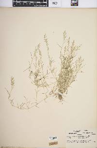 Eragrostis hypnoides image