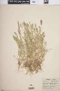 Eragrostis hypnoides image