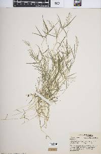 Eragrostis hypnoides image