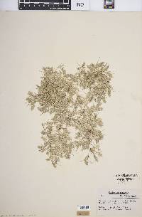 Eragrostis hypnoides image