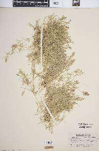 Eragrostis hypnoides image