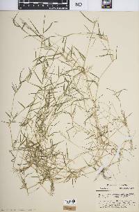 Eragrostis hypnoides image