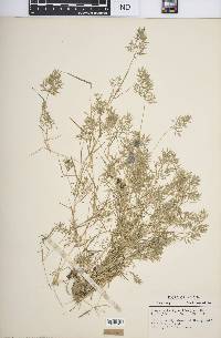 Eragrostis hypnoides image