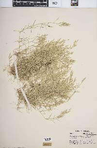 Eragrostis hypnoides image