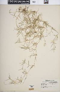 Eragrostis hypnoides image