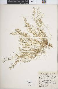 Eragrostis hypnoides image