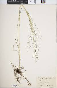 Eragrostis intermedia image