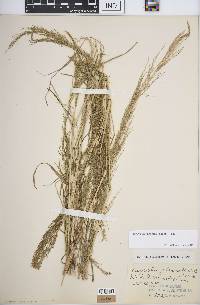 Eragrostis japonica image