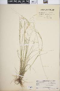 Eragrostis leptostachya image