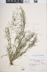 Eragrostis mexicana image