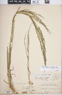 Eragrostis mexicana subsp. virescens image