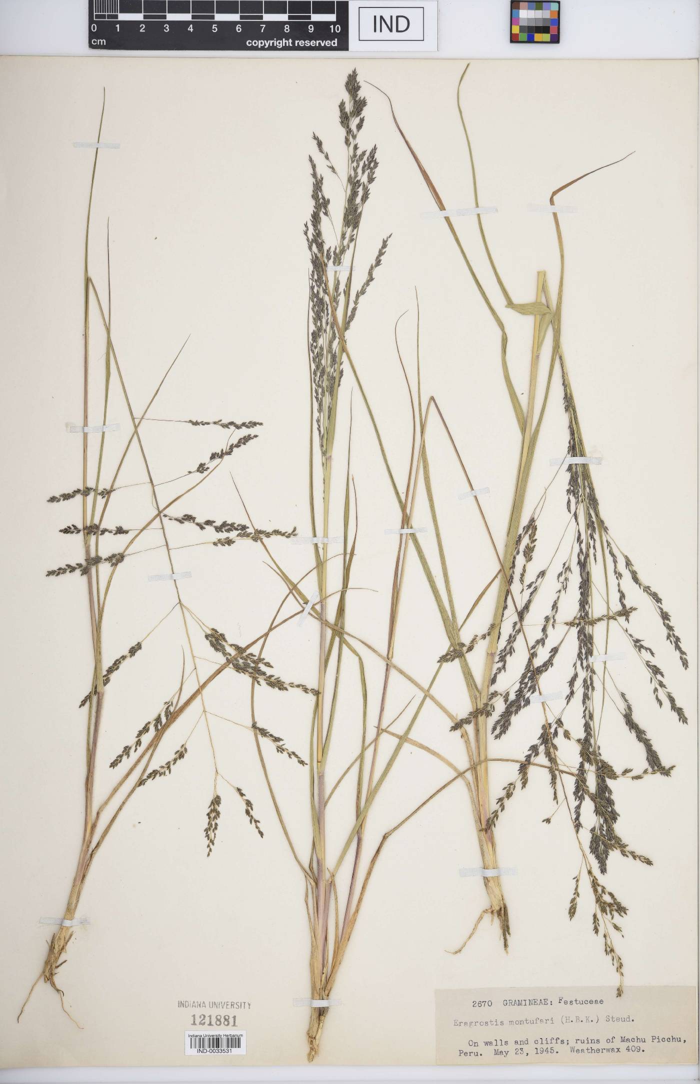 Eragrostis pastoensis image