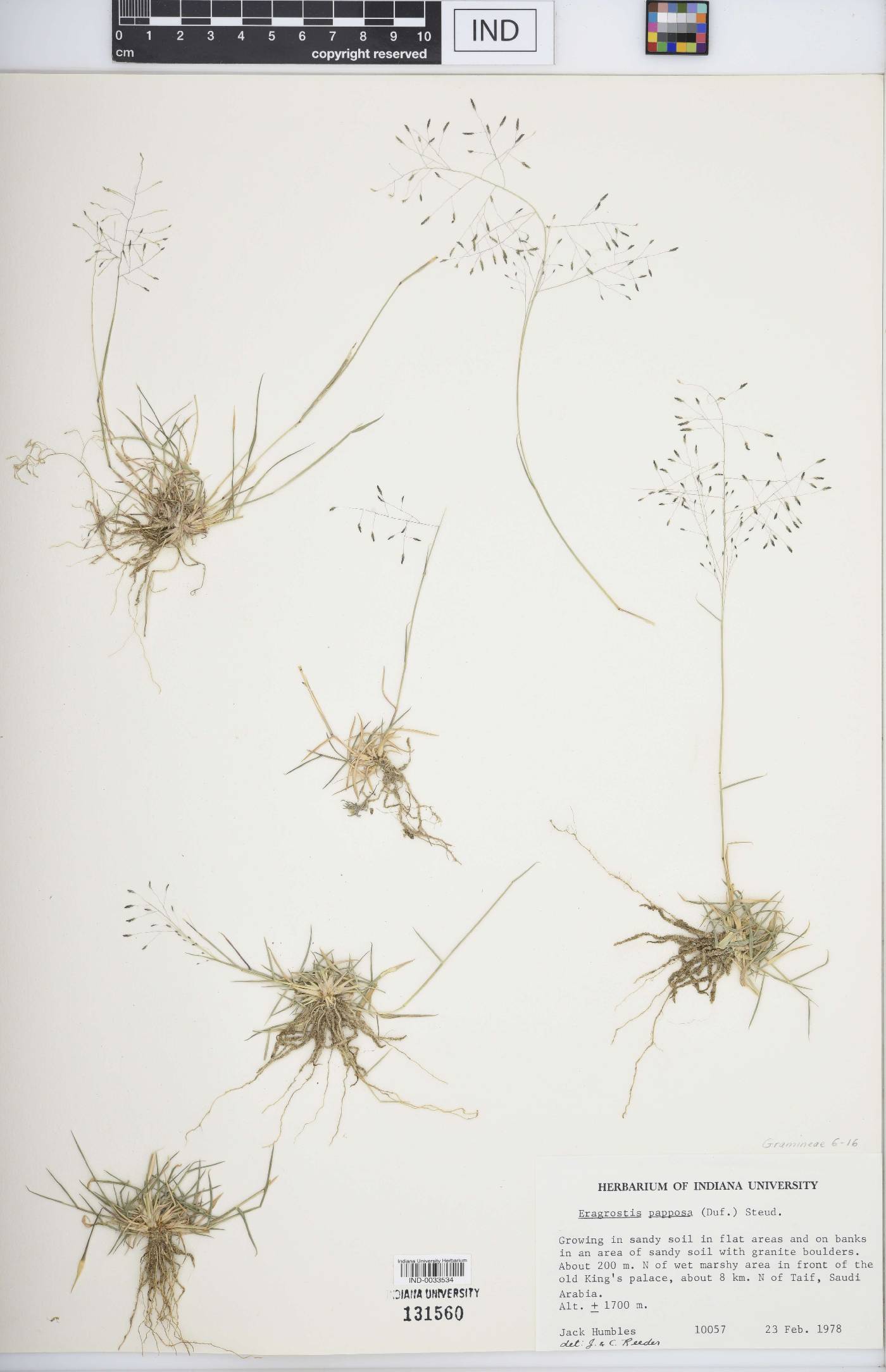 Eragrostis papposa image