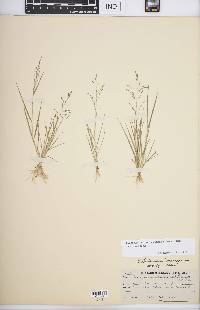 Eragrostis pectinacea var. pectinacea image