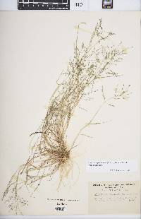 Eragrostis pectinacea var. pectinacea image