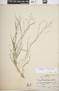 Eragrostis pectinacea var. pectinacea image