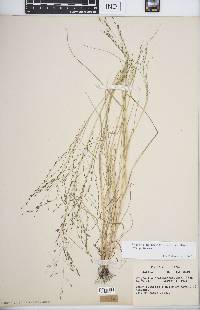 Eragrostis pectinacea var. pectinacea image